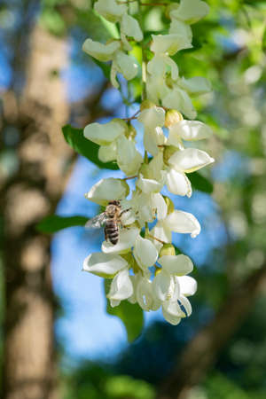 A bee is feeding on the acacia tree flowers, Moscow, Russiaの写真素材