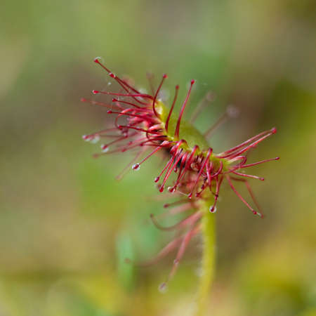 A sundew is digesting insects, Tver region, Russiaの写真素材