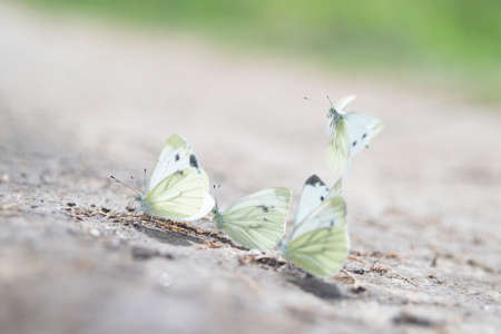 Several white butterflies are feeding on the ground, one is descending, Kaluga region, Russiaの写真素材