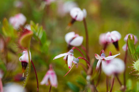 A group of blooming cranberries in their natural environment, Tver region, Russiaの写真素材