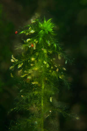 Bugs and roe are hanging on the water plant like a decoration on the Xmas tree, Tver region, Russiaの写真素材