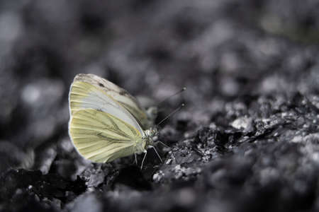 Pair of white butterflies is feeding on the ground, Kaluga region, Russiaの写真素材