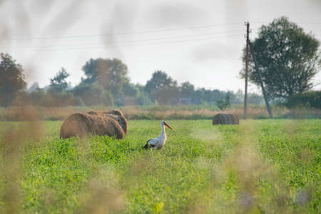 A stork is walking through a hay field, Kaluga region, Russiaの写真素材
