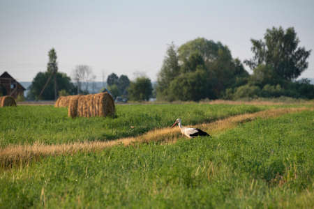 A stork is walking through a hay field, Kaluga region, Russia