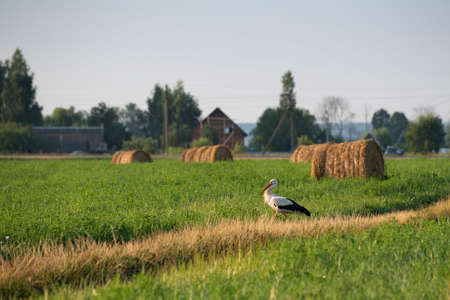 A stork is walking through a hay field, Kaluga region, Russiaの写真素材