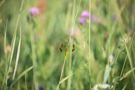 A dragon fly is sitting on a blade of a grass, Kaluga region, Russiaの写真素材