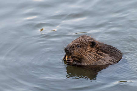 A beaver is eating a cracker ring, Moscow, Russiaの写真素材
