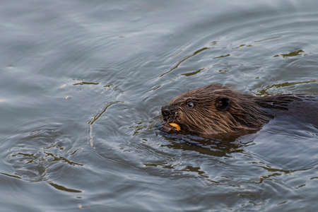 A beaver is carrying a cracker ring, Moscow, Russiaの写真素材