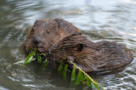 Young beavers are eating a willow twig, Moscow, Russiaの写真素材