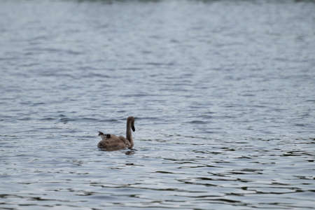 A young swan with its leg up is floating on the lake, Gorodischensky lake, Pskov region, Russiaの写真素材