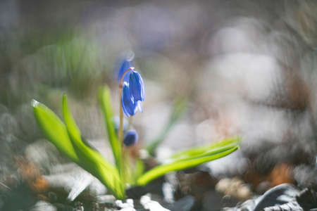 Blooming bluebells in their natural environment at sunrise, Voronezh region, Russiaの写真素材