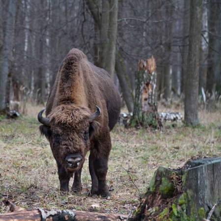 A portrait of a mature male auroch (European bison) from the Prioksko-terrasny biosphere reserve, Russiaの写真素材