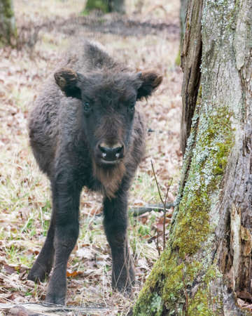 An auroch calf (European bison) is standing under the tree, the Prioksko-terrasny biosphere reserve, Russiaの写真素材