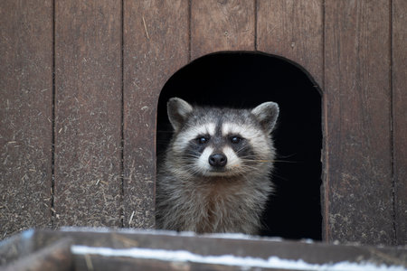 A raccoon is peeping out of its shelter, Moscow region, Russiaの写真素材
