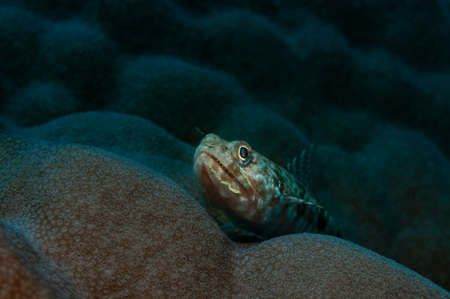 A Clouded lizardfish is lying on a hard coral, Panglao, Philippenes