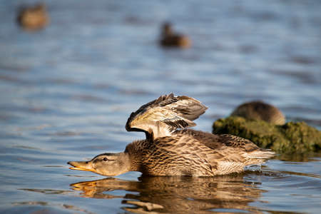 A duck is stretching, Pskov, Russiaの写真素材