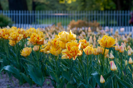 A row of blooming tulips in the park, Saint-Petersburg, Russiaの写真素材
