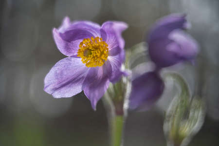 Blooming pasqueflowers in their natural environment at dawn, Voronezh region, Russiaの写真素材