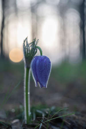 Blooming pasqueflower in its natural environment at dawn, Voronezh region, Russiaの写真素材