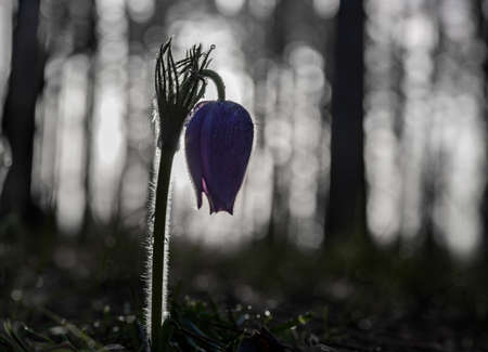 Blooming pasqueflower in its natural environment at dawn, Voronezh region, Russiaの写真素材