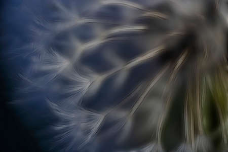 Fractal approximation of an image of the dandelion, Moscow region, Russiaの写真素材