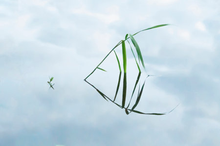 A reflection of the grass in the water has a shape of a butterfly fish, Russiaの写真素材