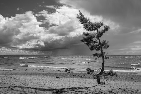 A pine tree is growing on the coast of the Baltic Sea, with the rain falling in the background, Baltic coast, Russiaの写真素材