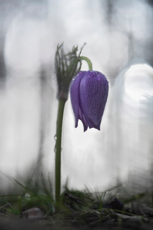 Blooming pasqueflower in its natural environment at dawn, Voronezh region, Russia