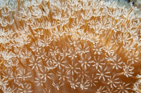 Close up shot of a Flowerpot coral (goniopora) with hydranths having a shape of snowflakes, Panglao, Philippinesの写真素材