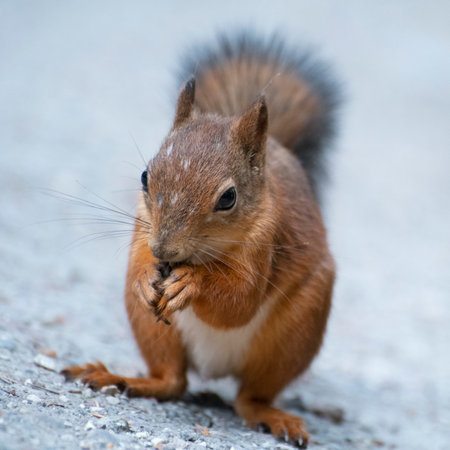 A squirrel is eating seeds sitting on the ground, Leningrad region, Russiaの写真素材