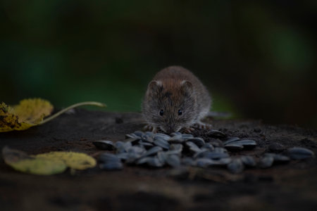 A common wood mouse is eating sunflower seeds on a stub, Moscow, Russia