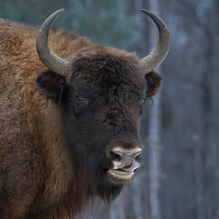 A portrait of an adult auroch (European bison) from the state natural reserve Kaluzhskiye zaseki, Russiaの写真素材