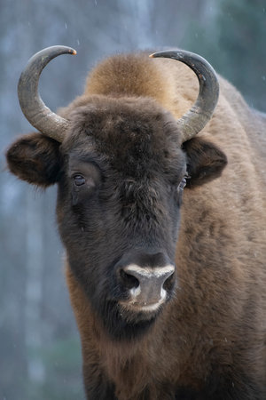 A portrait of an adult auroch (European bison) from the state natural reserve Kaluzhskiye zaseki, Russiaの写真素材