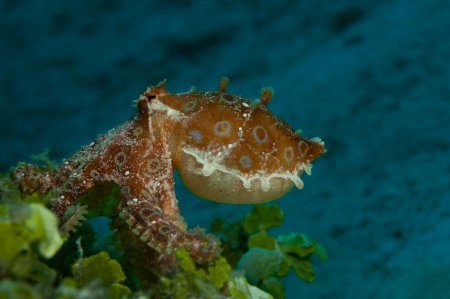 A blue-ringed octopus is hiding in algae, Panglao, Philippinesの写真素材
