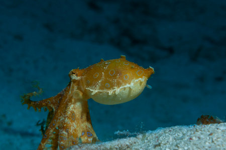 A blue-ringed octopus is moving on the sand, Panglao, Philippinesの写真素材