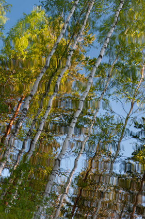 Reflection of birch trees in a forest puddle, Finlandの写真素材