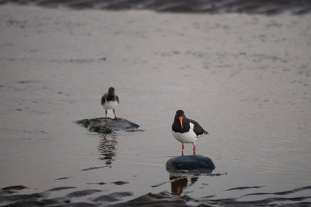 A pied oyster catcher and its younglings are looking for shellfish at dawn, the White Sea coast, Russiaの写真素材