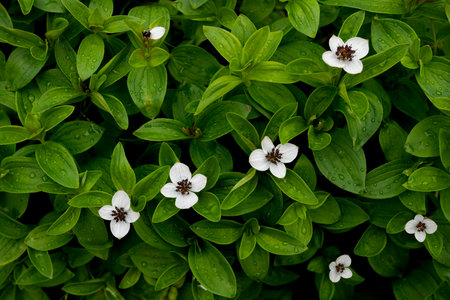 A meadow of blooming dwarf cornel, the White Sea coast, Arkhangelsk region, Russiaの写真素材