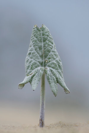 Leaf of a wooly butterbur in its natural environment, Curonian Spit, Kaliningrad region, Russiaの写真素材