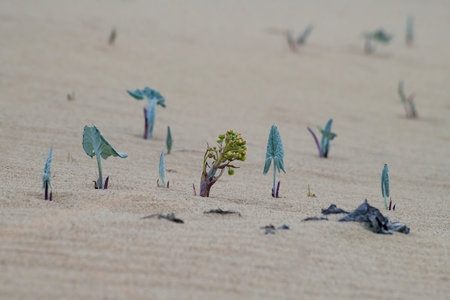 The leaves anf flower of a wooly butterbur in its natural environment, Curonian Spit, Kaliningrad region, Russiaの写真素材