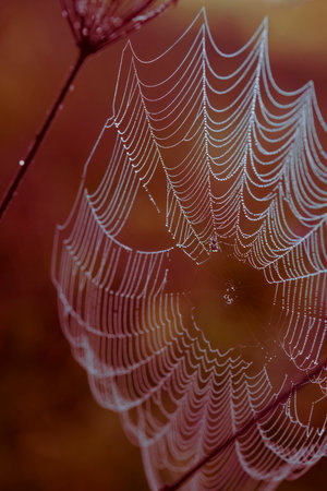 A spider is climbing inside its net covered with dew at dawn, Tver region, Russiaの写真素材