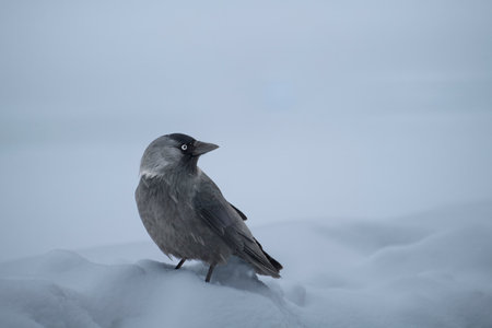 A jackdaw is standing in the snow at dusk, Moscow, Russiaの写真素材