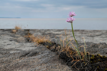 Blooming chives in its natural environment, the White Sea coast, Arkhangelsk region, Russiaの写真素材