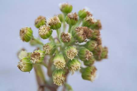 The inflorescence of a wooly butterbur in its natural environment, Curonian Spit, Kaliningrad region, Russiaの写真素材