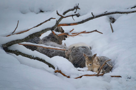 A herd of deer is lying tight together to warm themselves on a cold snowy winter day, Moscow regionの写真素材