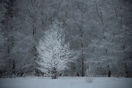 A tree is covered with snow with snow covered birch trees in the background, Moscow region, Russiaの写真素材