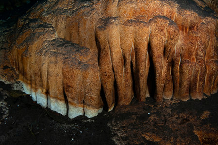A piece of an underwater stalagmite, Cocodrilo cavern, Cubaの写真素材