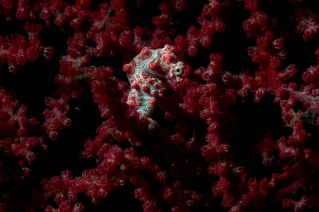 Pygmy sea horse is hiding inside gorgonian sea fan, Bali, Indonesiaの写真素材