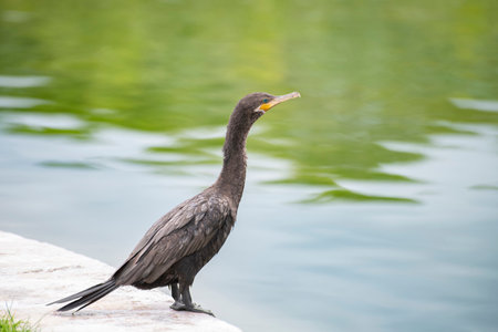neotropic cormorant is sitting near the pool, Varadero, Cubaの写真素材