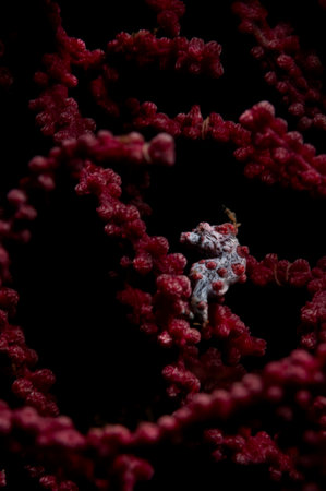 Pygmy sea horse is hiding inside gorgonian sea fan, Bali, Indonesiaの写真素材